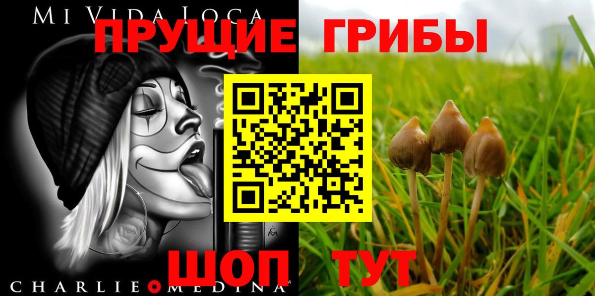 Дивногорск  Галлюциногенные грибы Psilocybe  Вход с VPN 